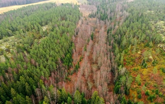 Kosteikko WWF ennen kunnostusta_556